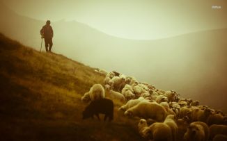 25818-shepherd-and-the-sheep-1680x1050-photography-wallpaper